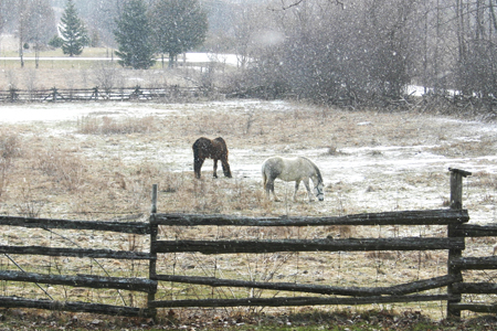 cold horses_harrison