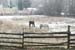cold horses_harrison