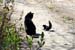 dudeandsquirrely_harrison